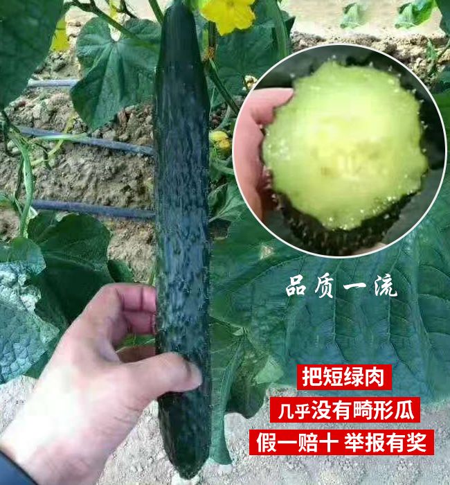 春夏绿皮绿肉黄瓜种子新财富耐热黄瓜品种青瓜种子油亮强雌密刺把