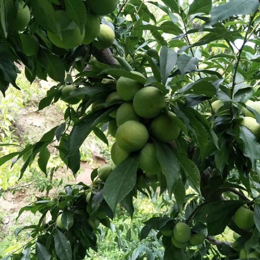 茂县 种植户产地直销青翠李李子