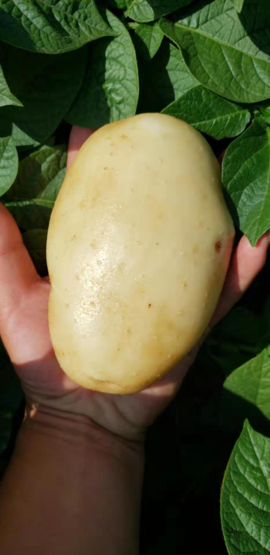 黄心土豆 3两以上