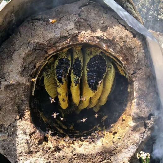 龙陵县纯正云南大山蜂蜜