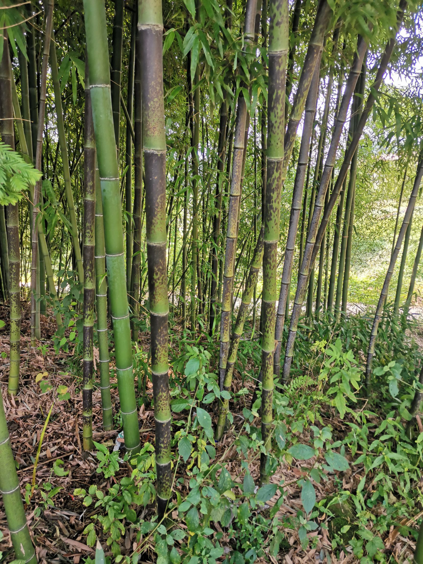 花斑竹]已上新,机不可失,失不再来,各位老板快来砸单吧!