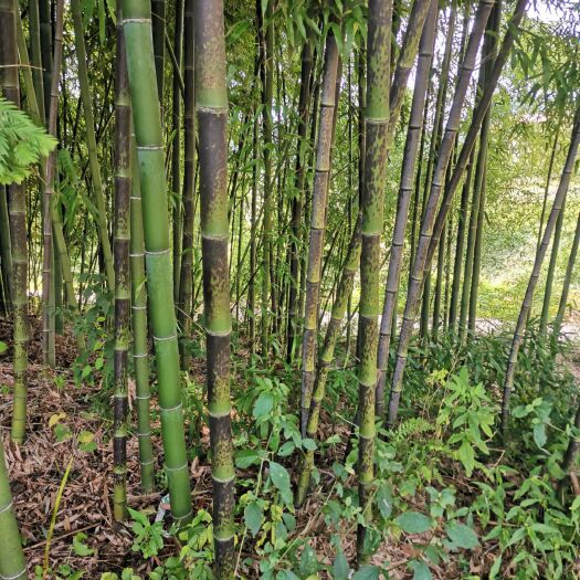 大竹县 花斑竹