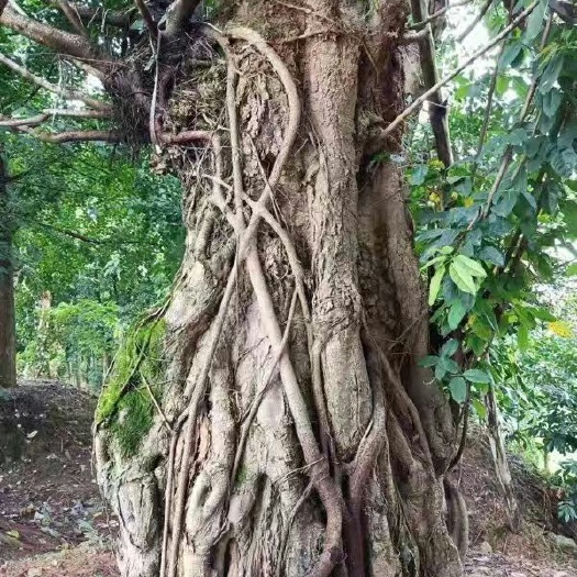 芦山县黄金宝树 黄柯树