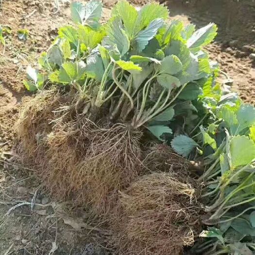泰安 法兰地草莓苗