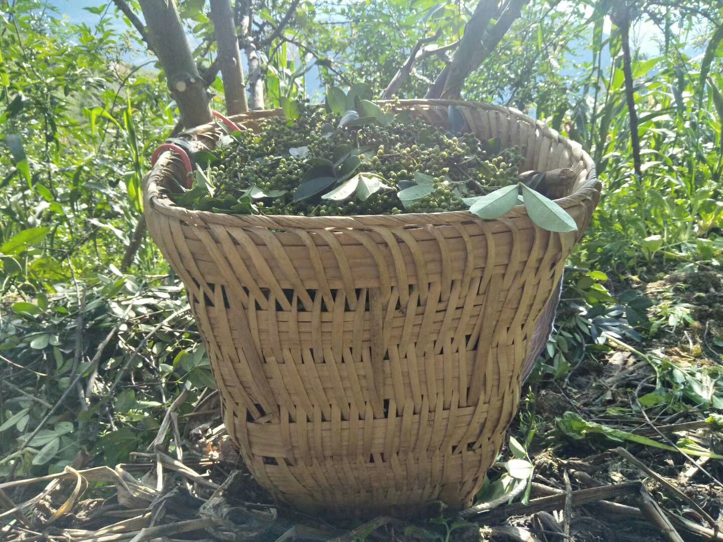 永善花椒  正宗云南本地花椒，  自产自销，没中间商赚差价