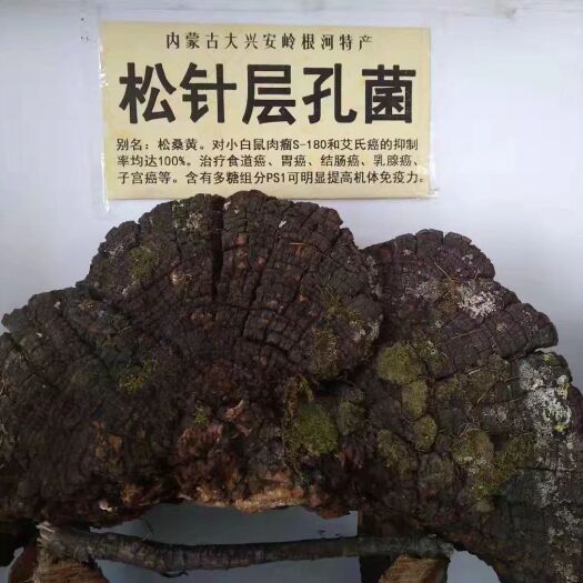 根河市桑黄