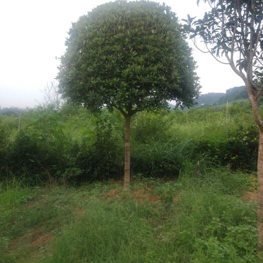 荔浦市金桂 桂花