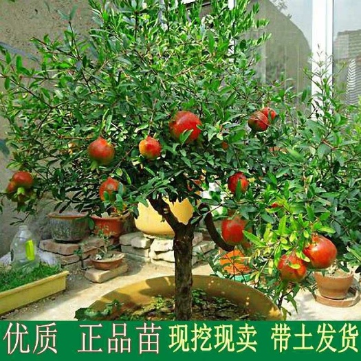 平邑县 石榴树苗种植盆栽地栽庭院突尼斯当年结果特大四季红心石榴苗