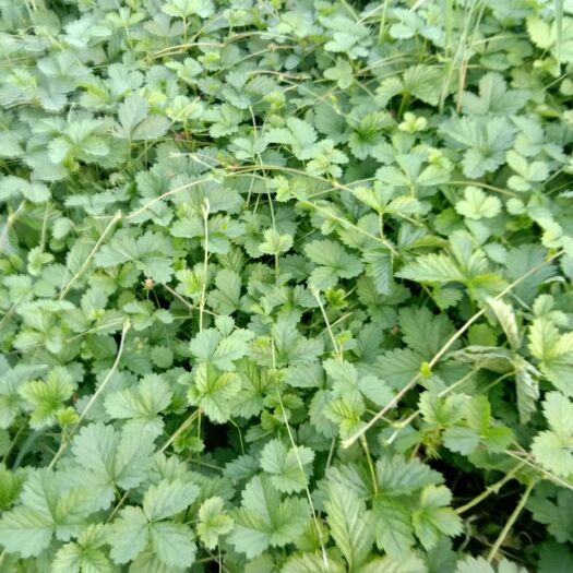青州市草花 蛇梅