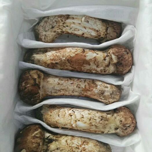 绥芬河市 东北松茸
