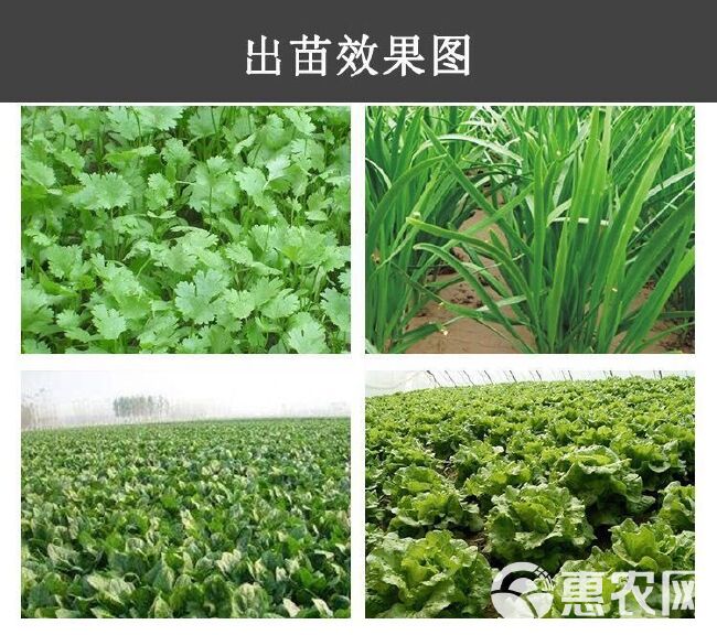 播种机 汽油电动手推药材蔬菜辣椒豆角蒲公英播种韩式新款精播机