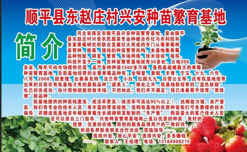 顺平县 出售优质草莓苗
