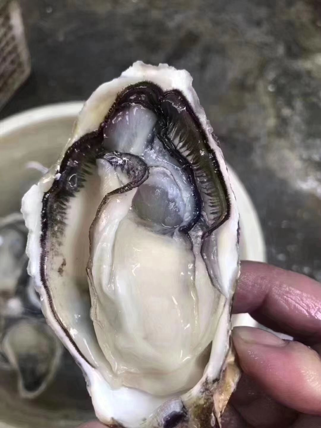 福建生蚝 深海蚝养殖户直供