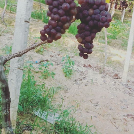 龙岩 早甜葡萄