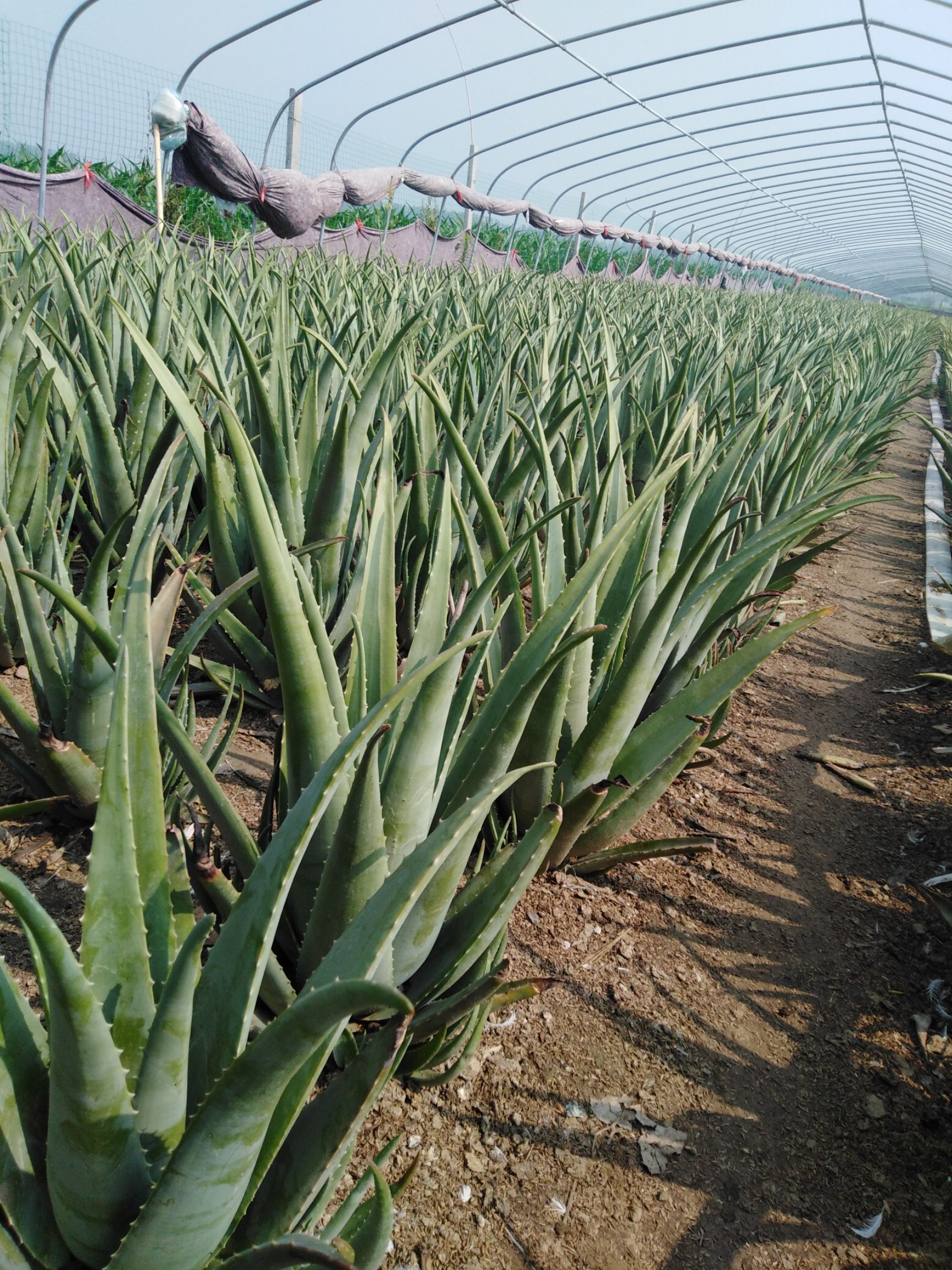  大量供应库拉索芦荟