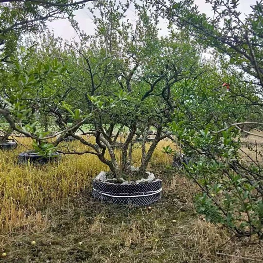 成都果石榴 成都郫县信和园林，石榴基地直供，10-30公分各种规格都有
