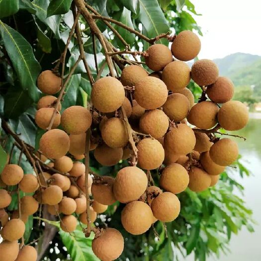 泸州泸州龙眼 桂圆