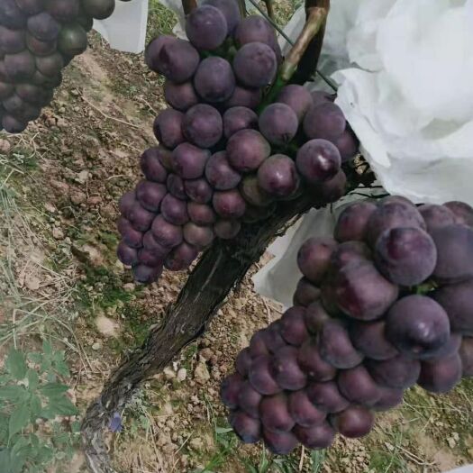 西安 正宗户太八号葡萄物美价廉