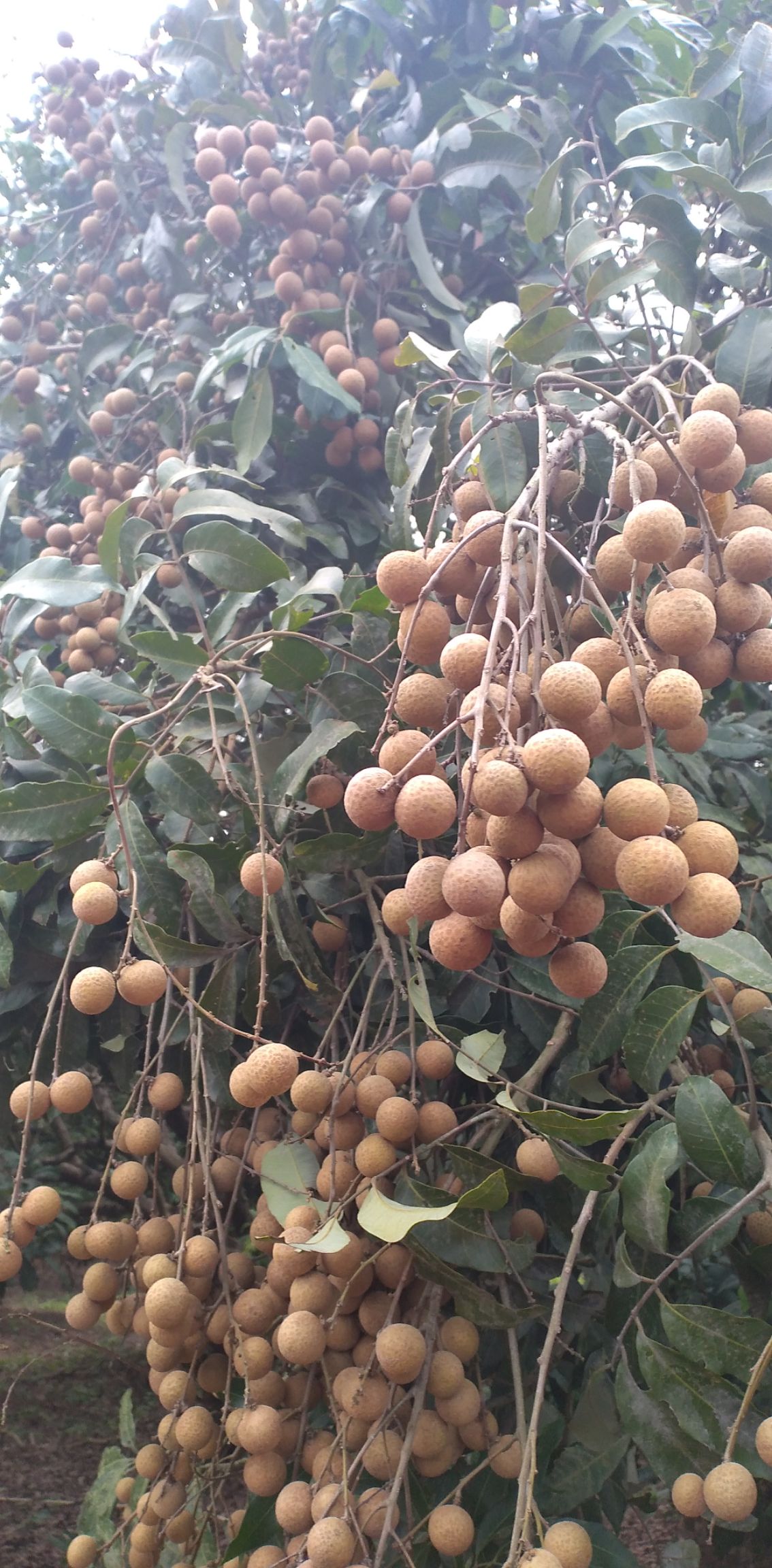  广西武鸣龙眼大量上市了