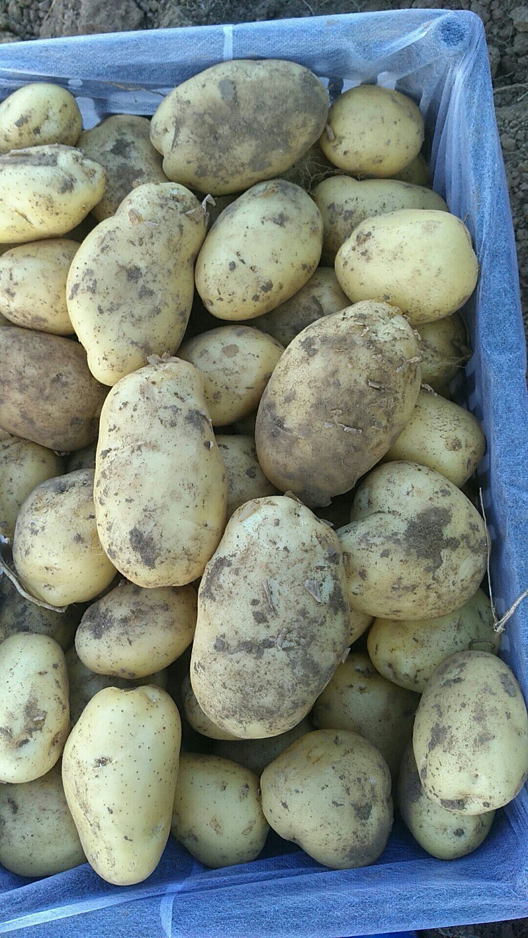 荷兰15号土豆 货源充足   大量出售  价格美丽，有想法的联系我