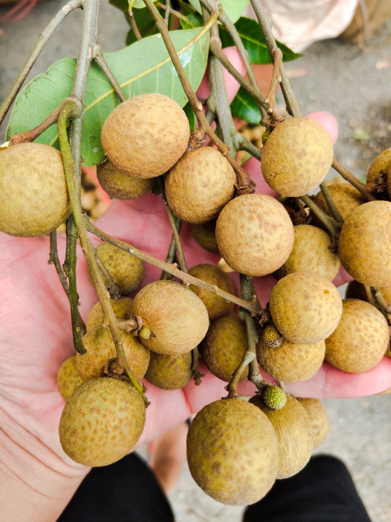  龙眼石硖龙眼  20 mm以上