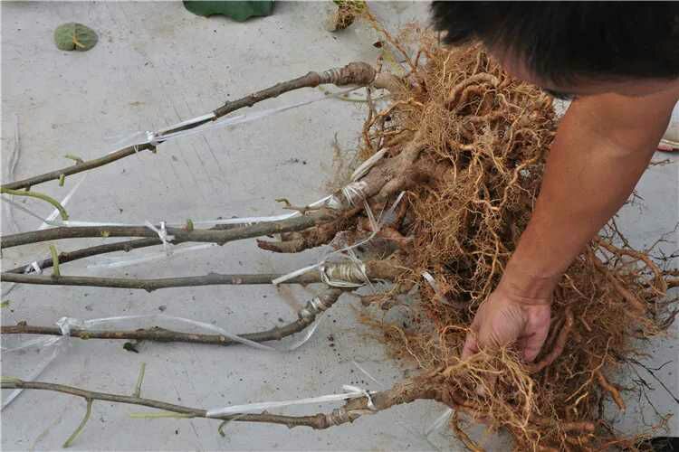 徐香猕猴桃苗 猕猴桃年苗 徐香猕猴他 红阳猕猴桃 红心猕猴桃 软枣猕猴桃