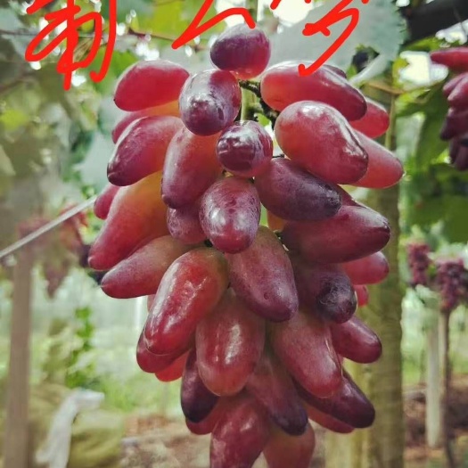 卢龙县 葡之梦葡萄苗