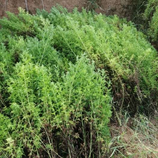 宁远县 中药材青蒿大量现货