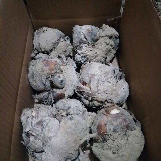 漳州漳州水仙  凌坡仙子，水仙花