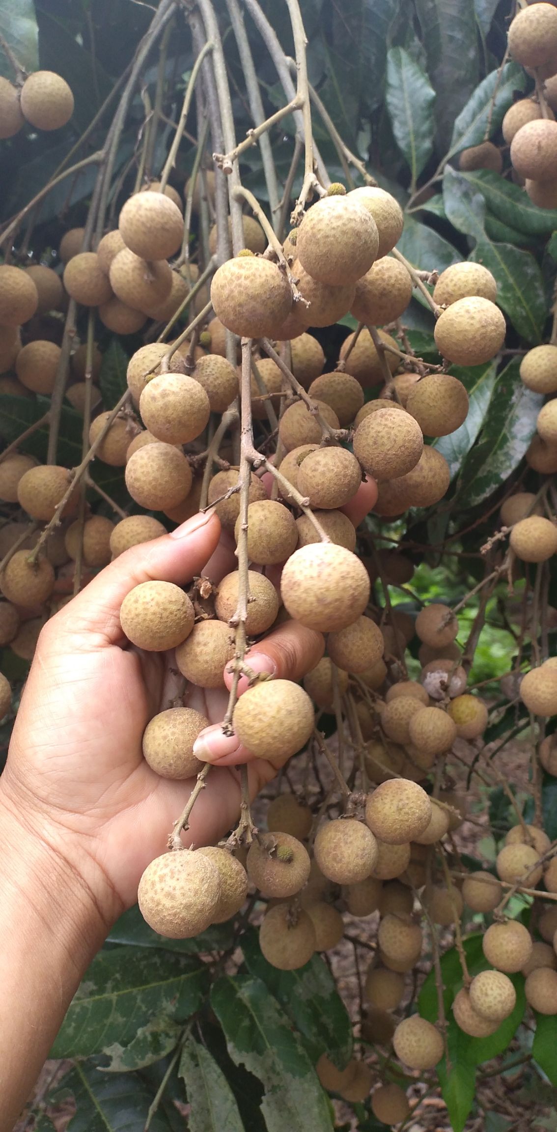  广西武鸣龙眼大量上市了