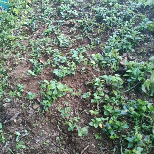 新平县 山茶花苗