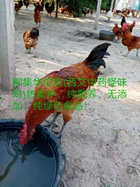 临泉县青脚麻鸡 5-6斤 公