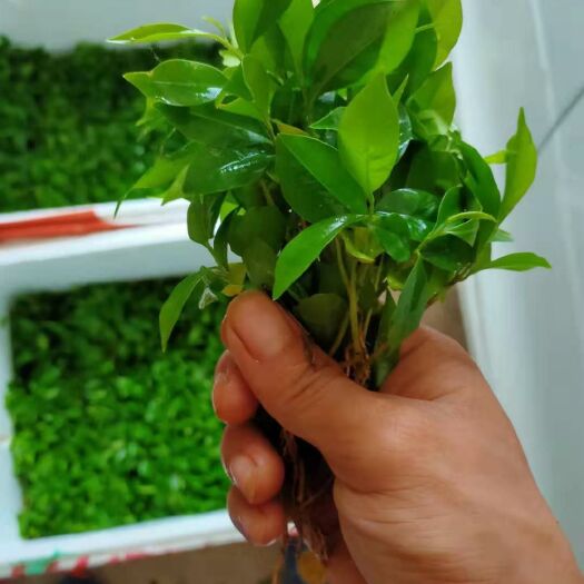 灵山县 小叶沉香大量现货，有需要的联系我