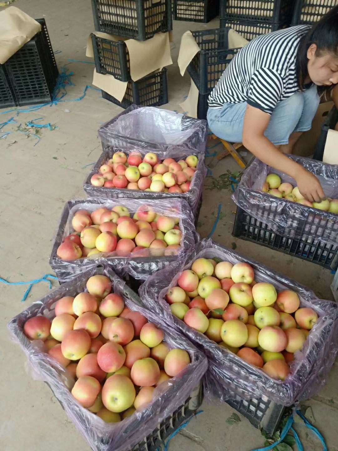  山西临猗嶷山苹果基地欢迎你