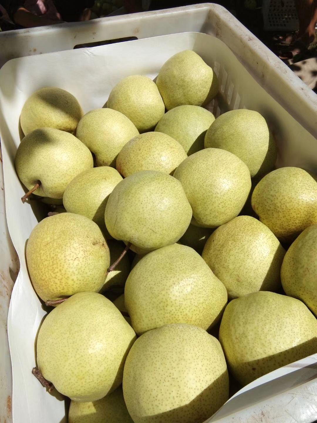 砀山梨，砀山酥梨大吨位供应