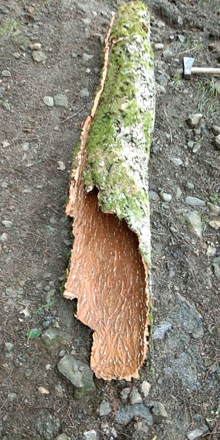  花栗樹皮