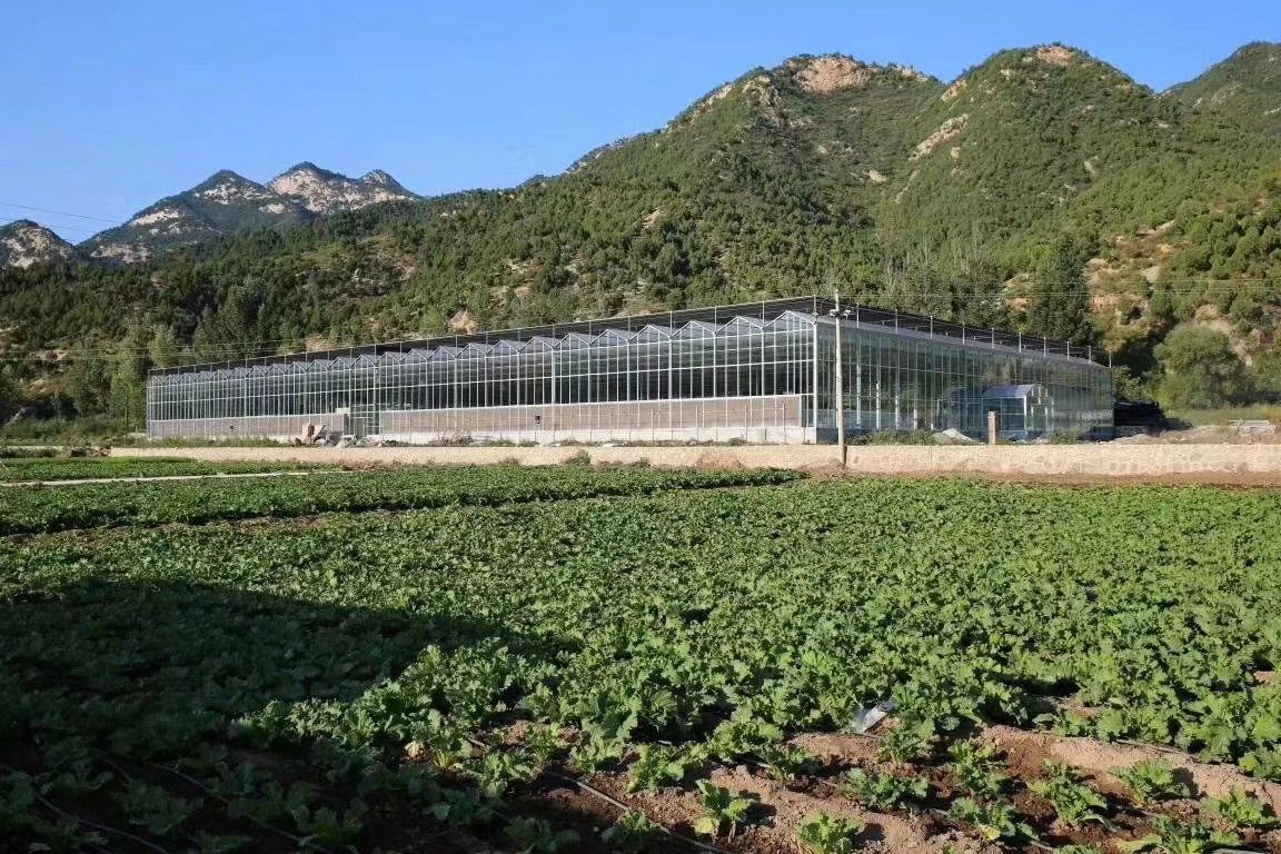 文洛式温室大棚 智能玻璃温室