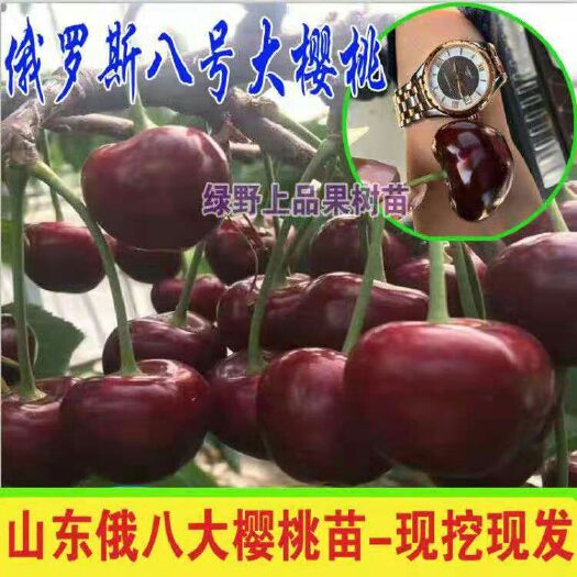 平邑县 樱桃苗 车厘子樱桃 俄8号樱桃 黄蜜樱桃 布鲁克樱桃 嫁接