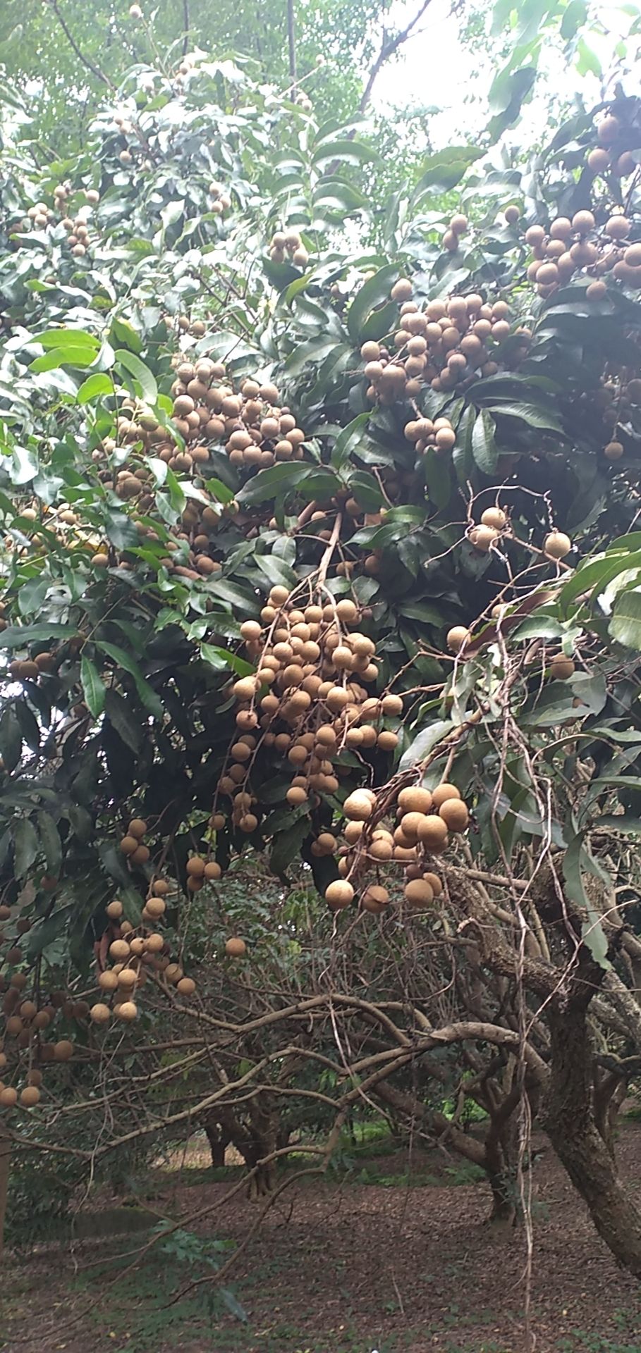  广西武鸣龙眼大量上市了