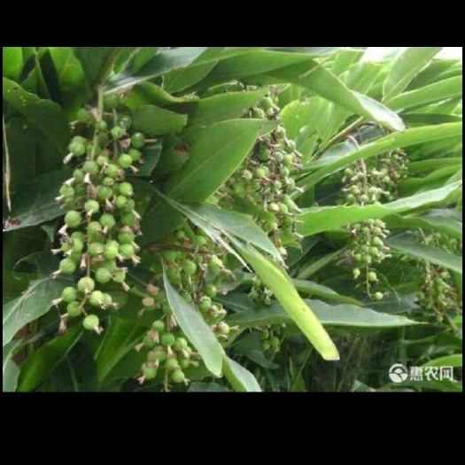 宜宾 新鲜砂仁