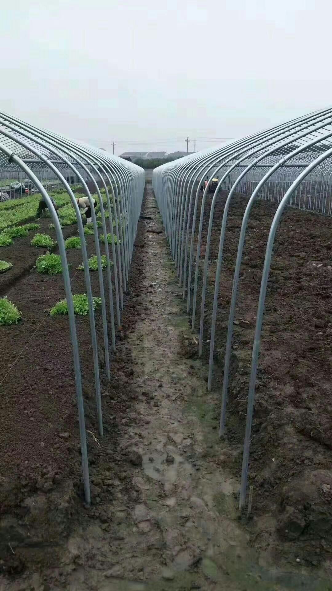  厂家直销，养殖大棚，种植大棚，单体大棚，连体大棚