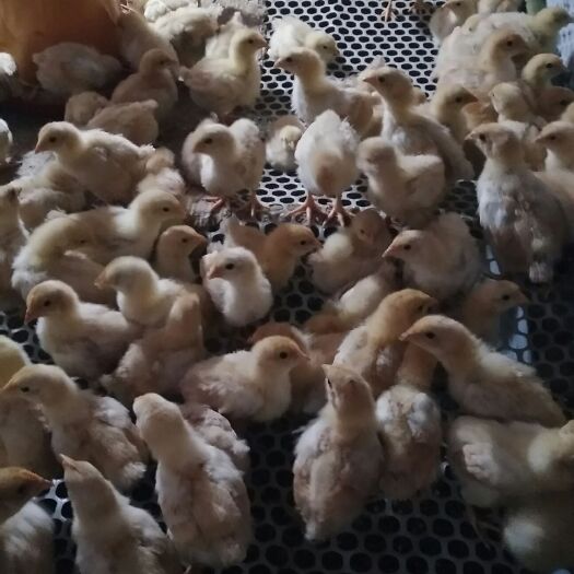 博白县三黄鸡苗 三黄鸡，灵山土鸡。