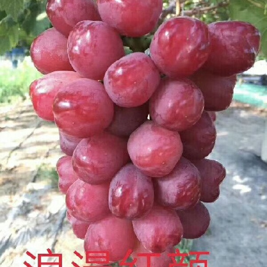 卢龙县浪漫红颜葡萄苗