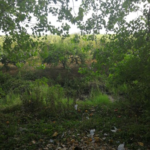 潜江市 黄桃基地