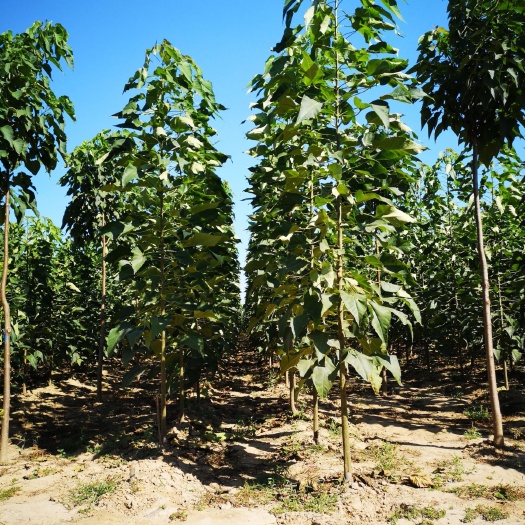 冠县 楸树