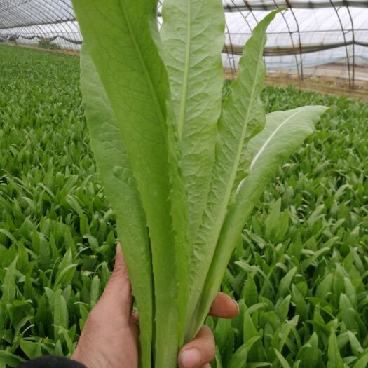 曹县上海青 10~15cm