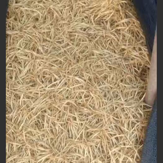 吴忠黄花菜干 6-12个月
