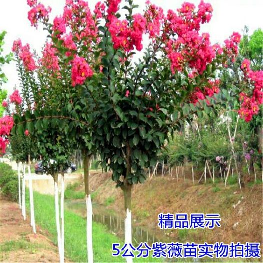 沭阳县 紫薇苗工程绿化红火球苗植物美国红火箭无皮树紫薇树苗庭院百日红