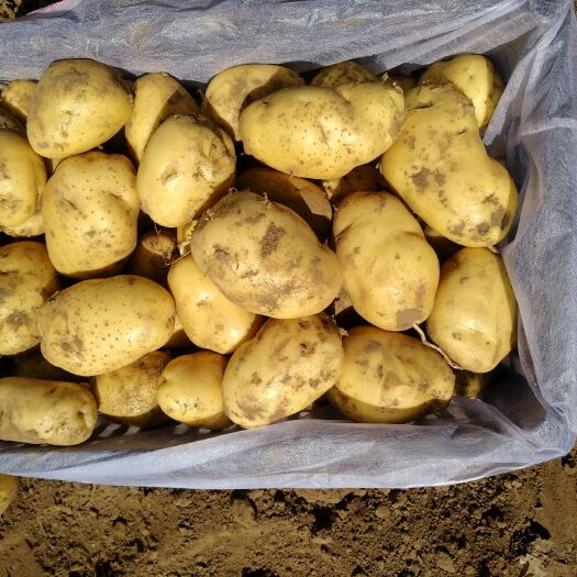 围场县荷兰15号土豆 货源充足   大量出售  价格美丽，有想法的联系我