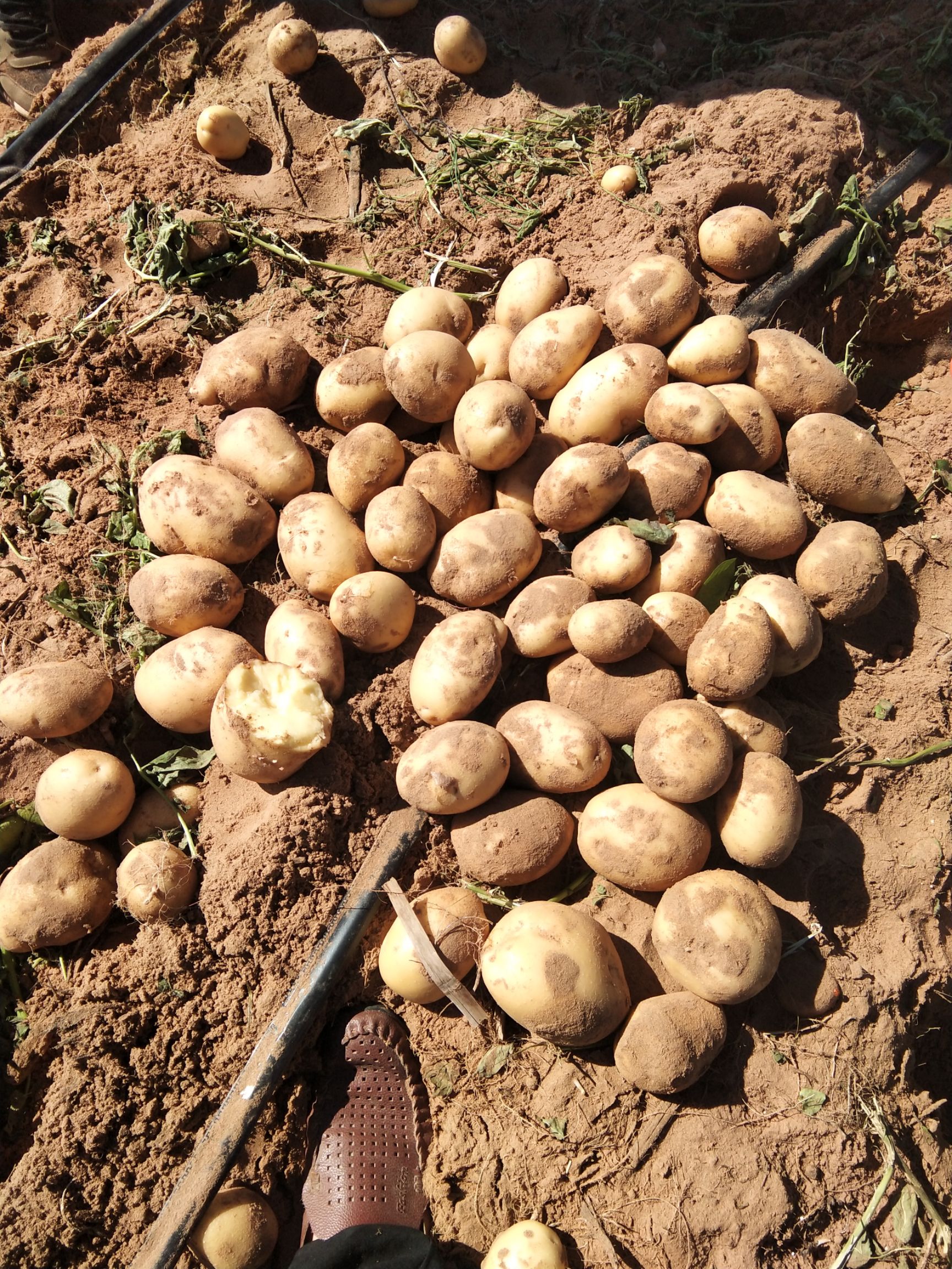 定边土豆 精品纯沙地黄皮黄肉